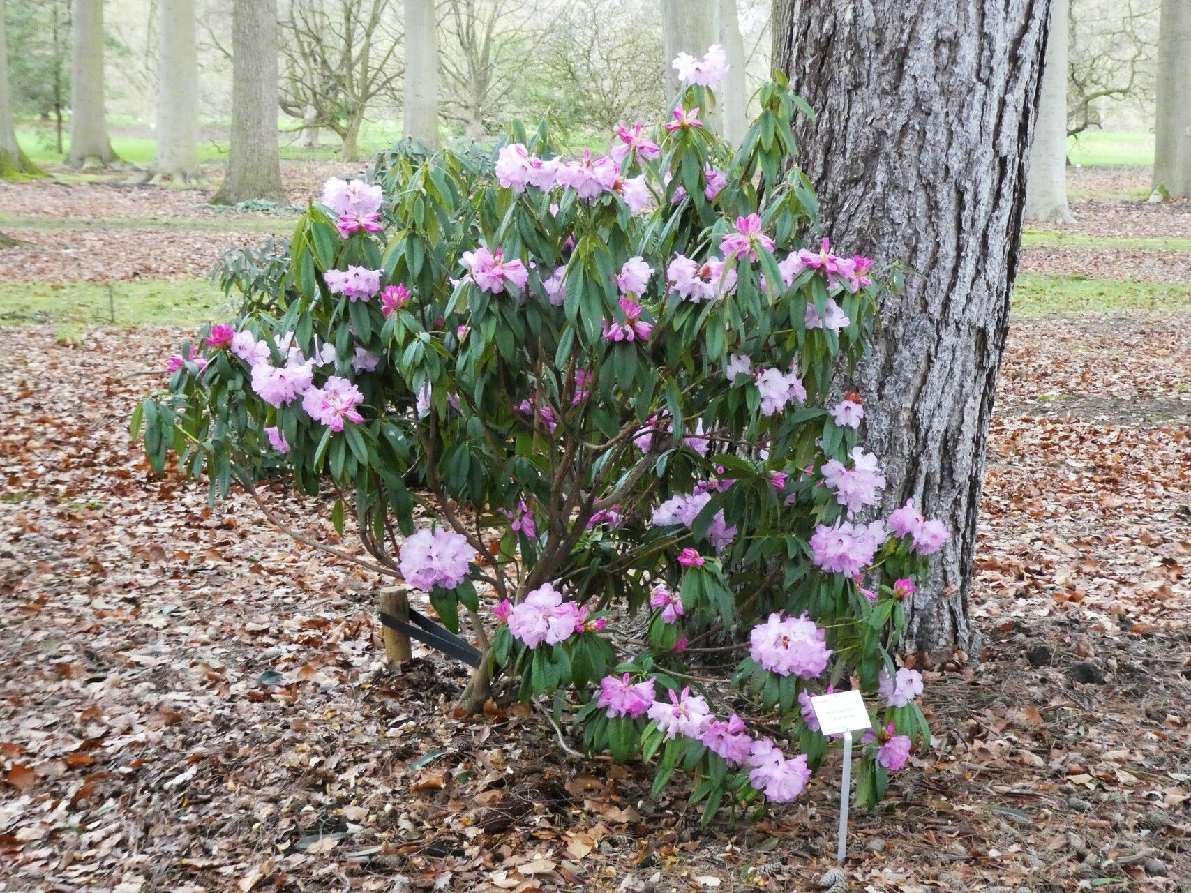 Rhododendron lukiangense habit