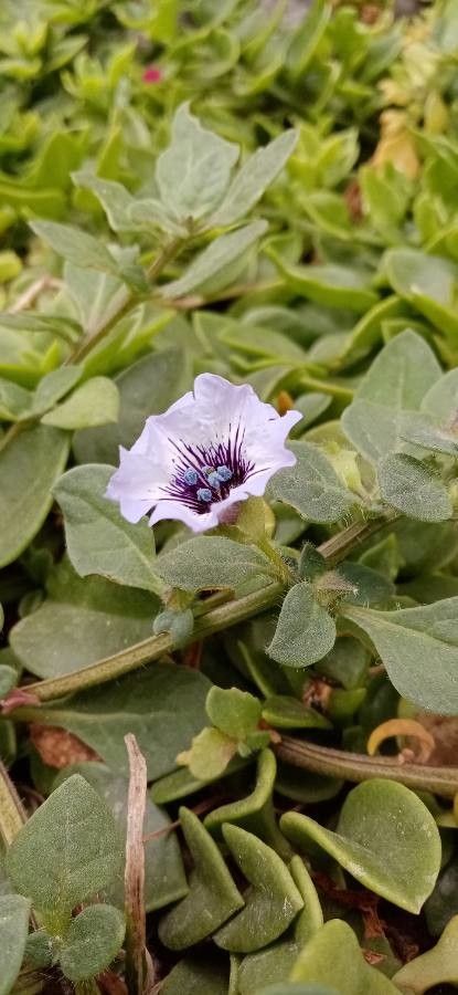 Nolana humifusa leaf