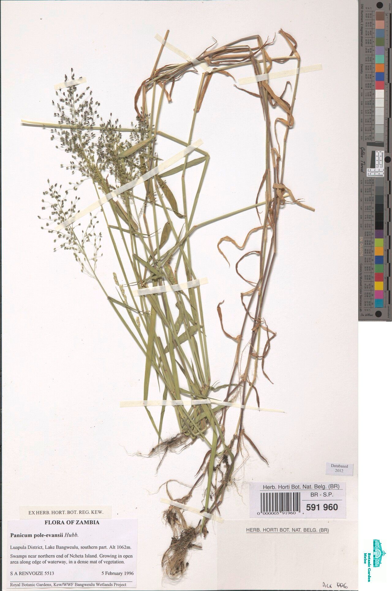 Adenochloa pole-evansii — houseplant care guide