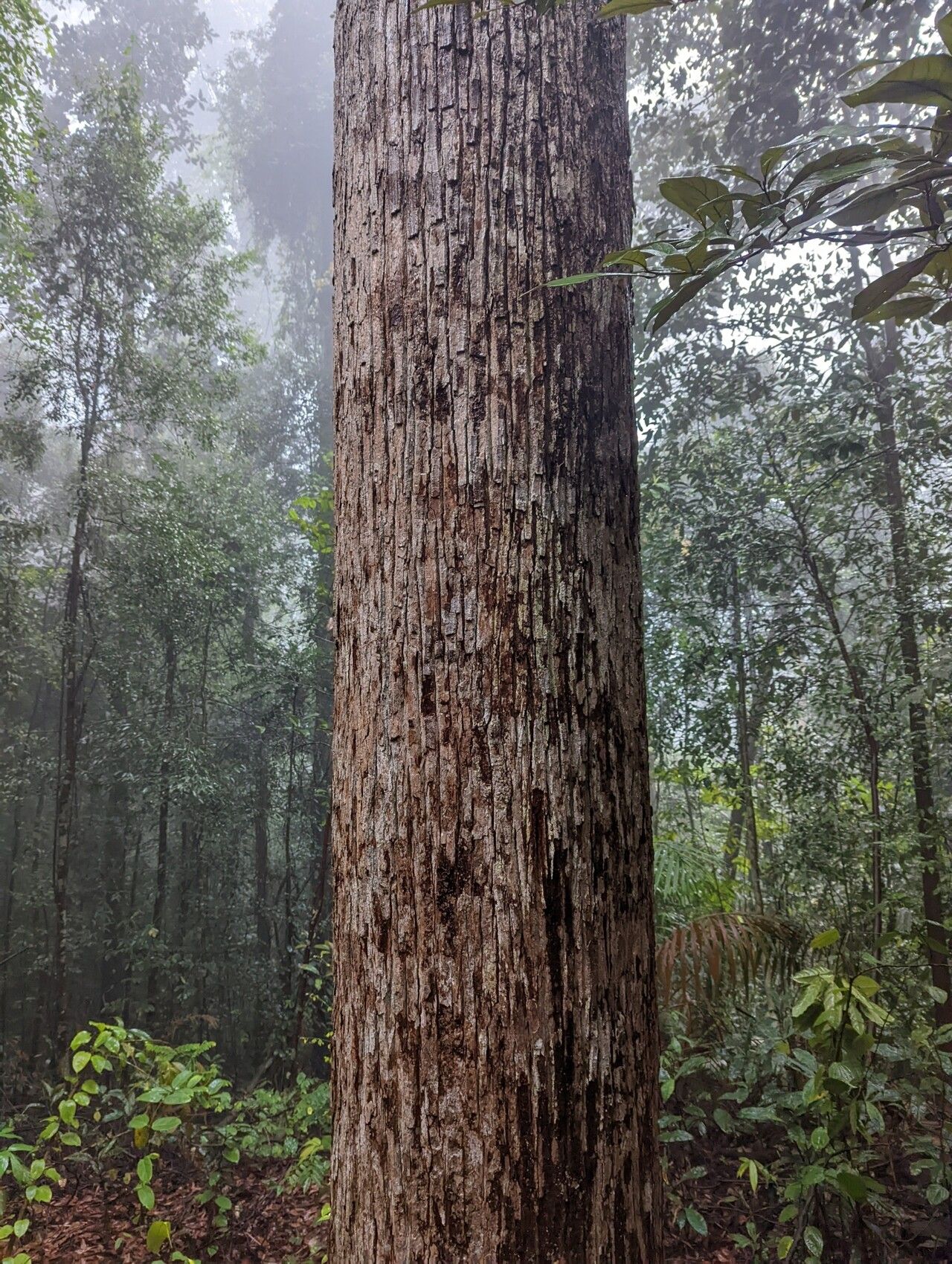 Shorea curtisii — houseplant care guide