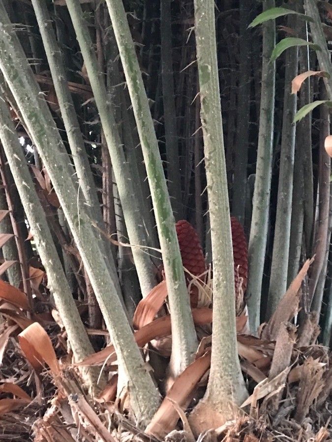 Encephalartos laurentianus fruit