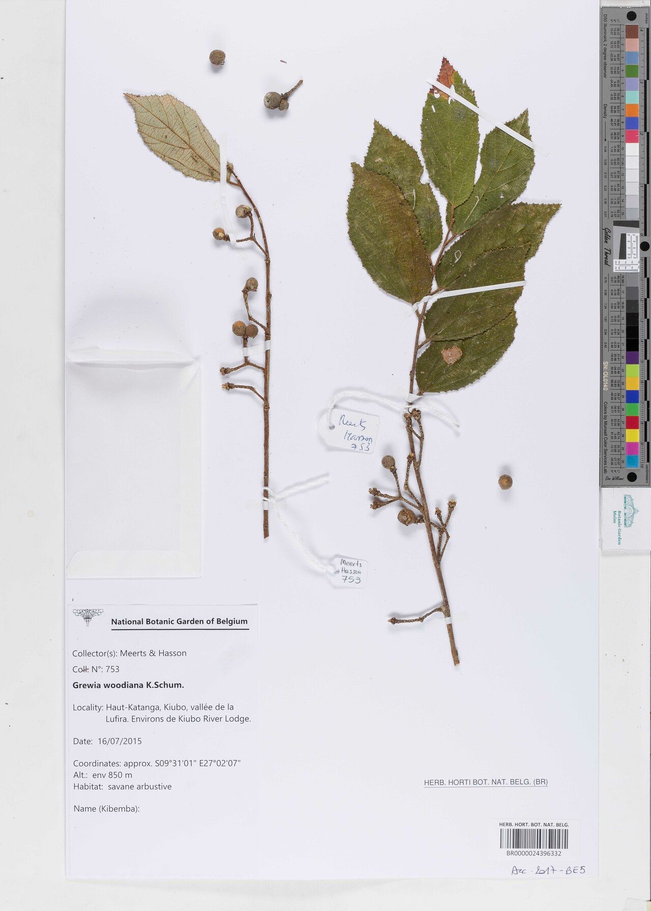 Grewia woodiana — houseplant care guide