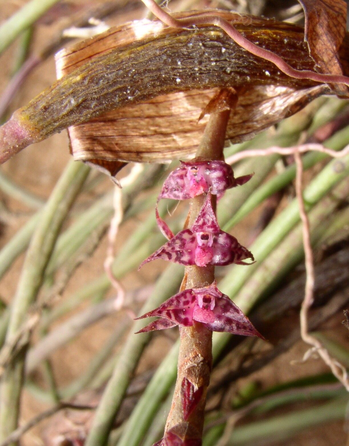 Bulbophyllum teretifolium — houseplant care guide