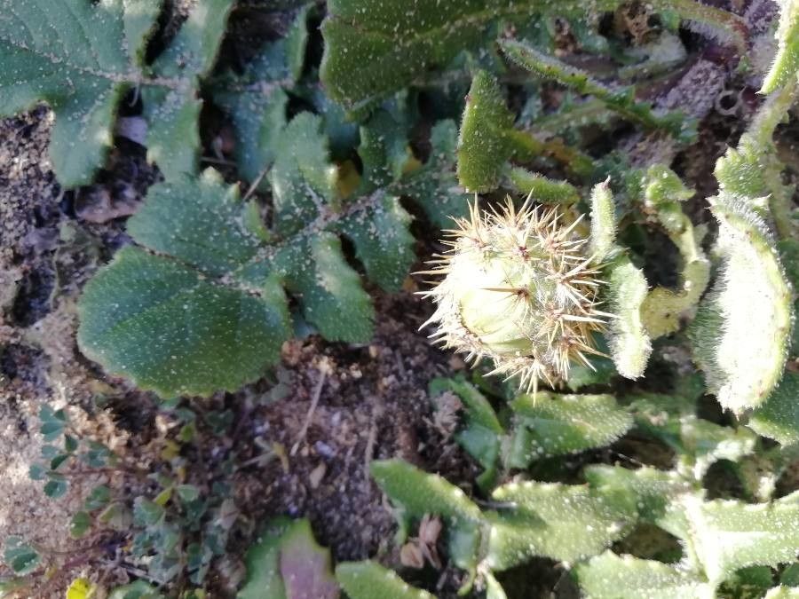 Centaurea sphaerocephala fruit