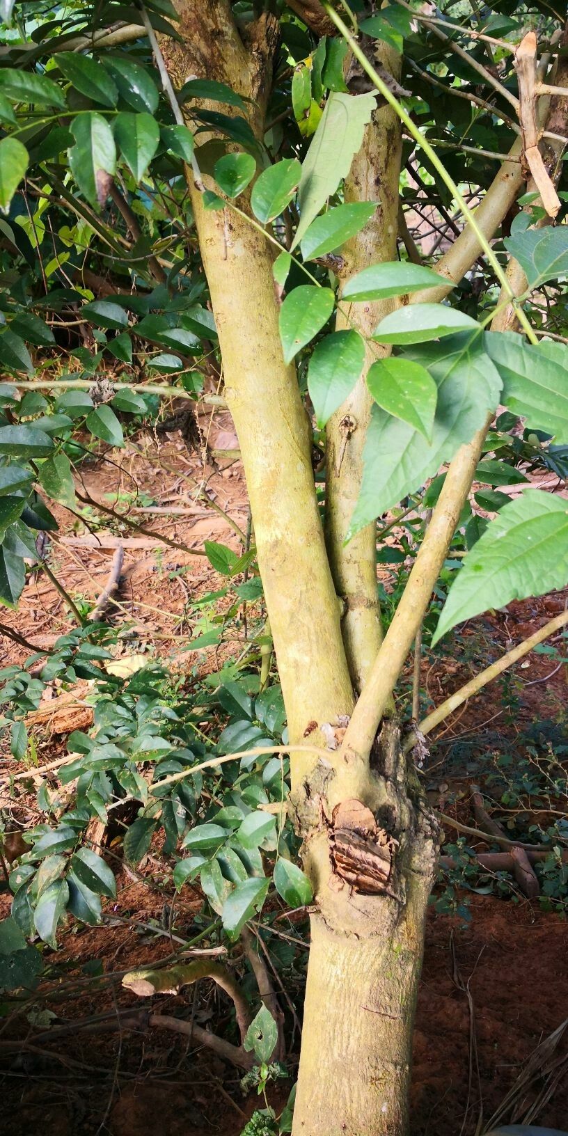 Dalbergia odorifera bark