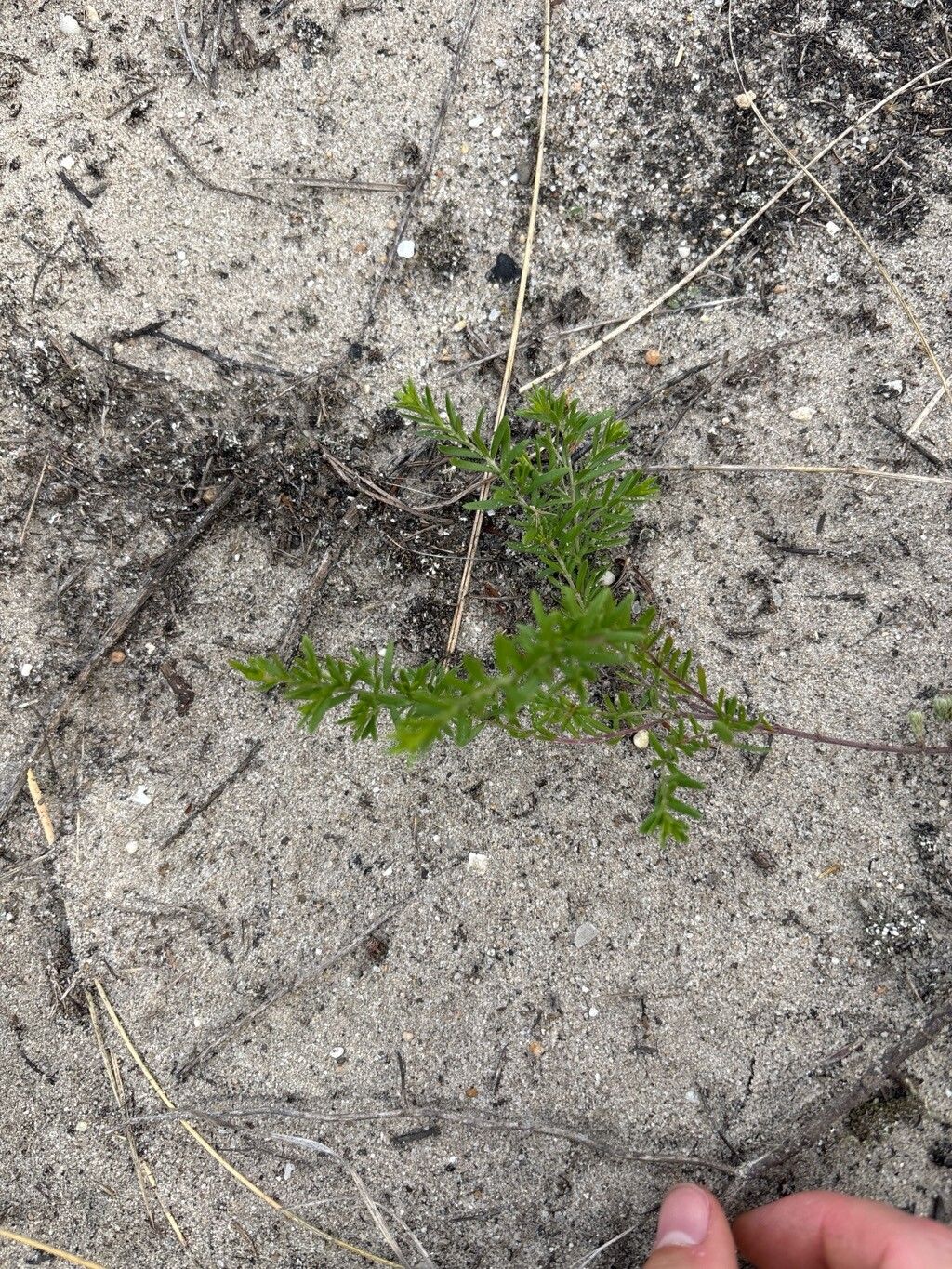 Lechea minor — related species from the same genus