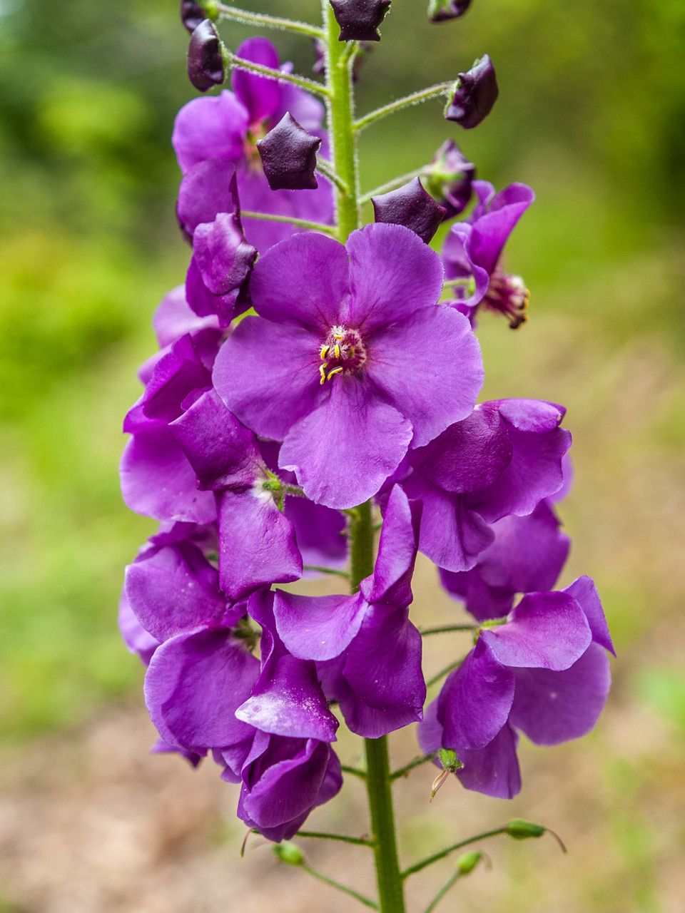 Verbascum phoeniceum flower