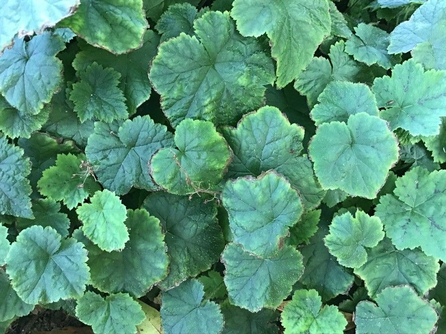 Tiarella cordifolia