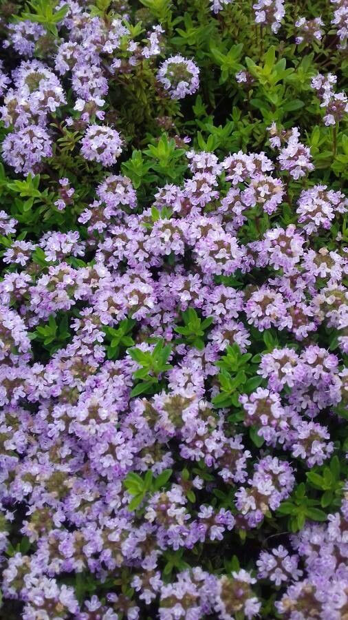 Thymus serpyllum flower