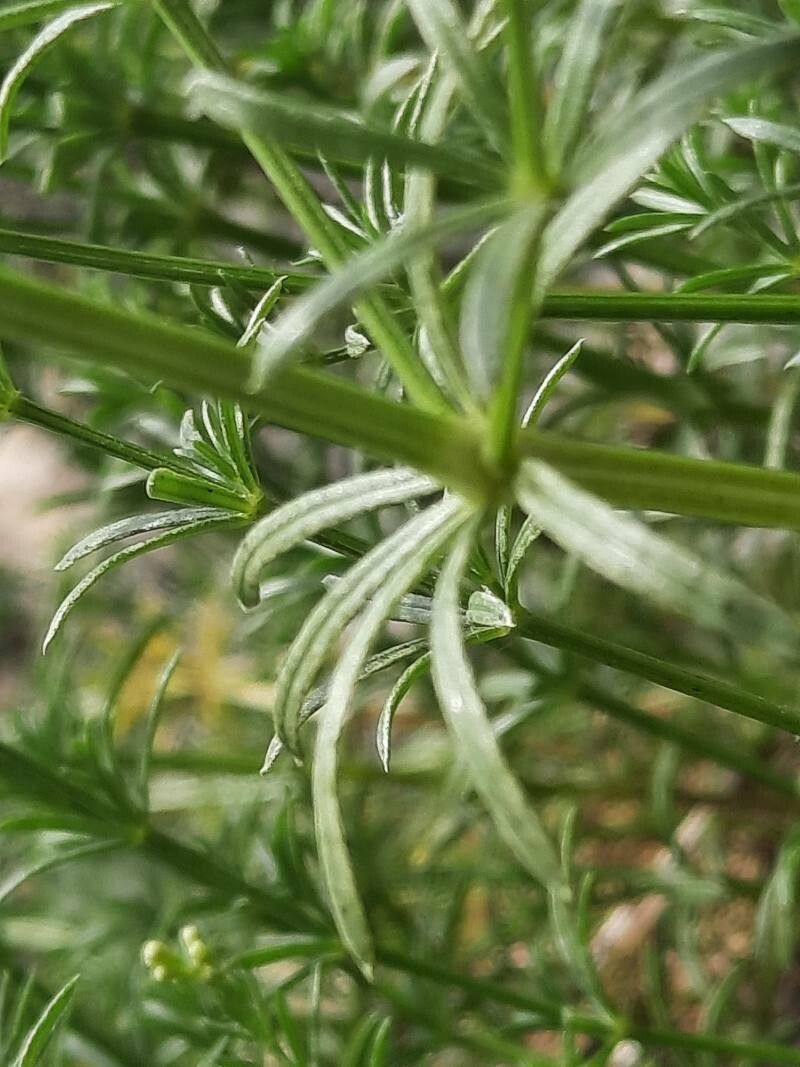 Galium timeroyi — houseplant care guide