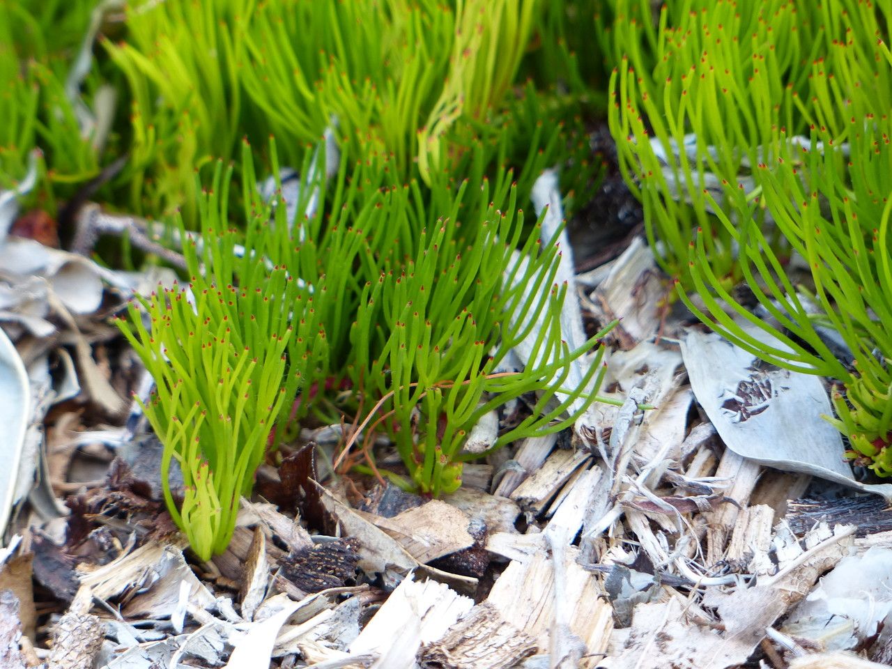 Serruria phylicoides — related species from the same genus