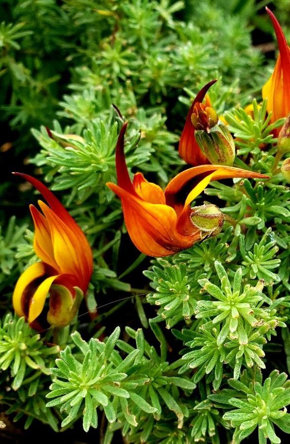 Lotus maculatus — search result for 'Lotus'