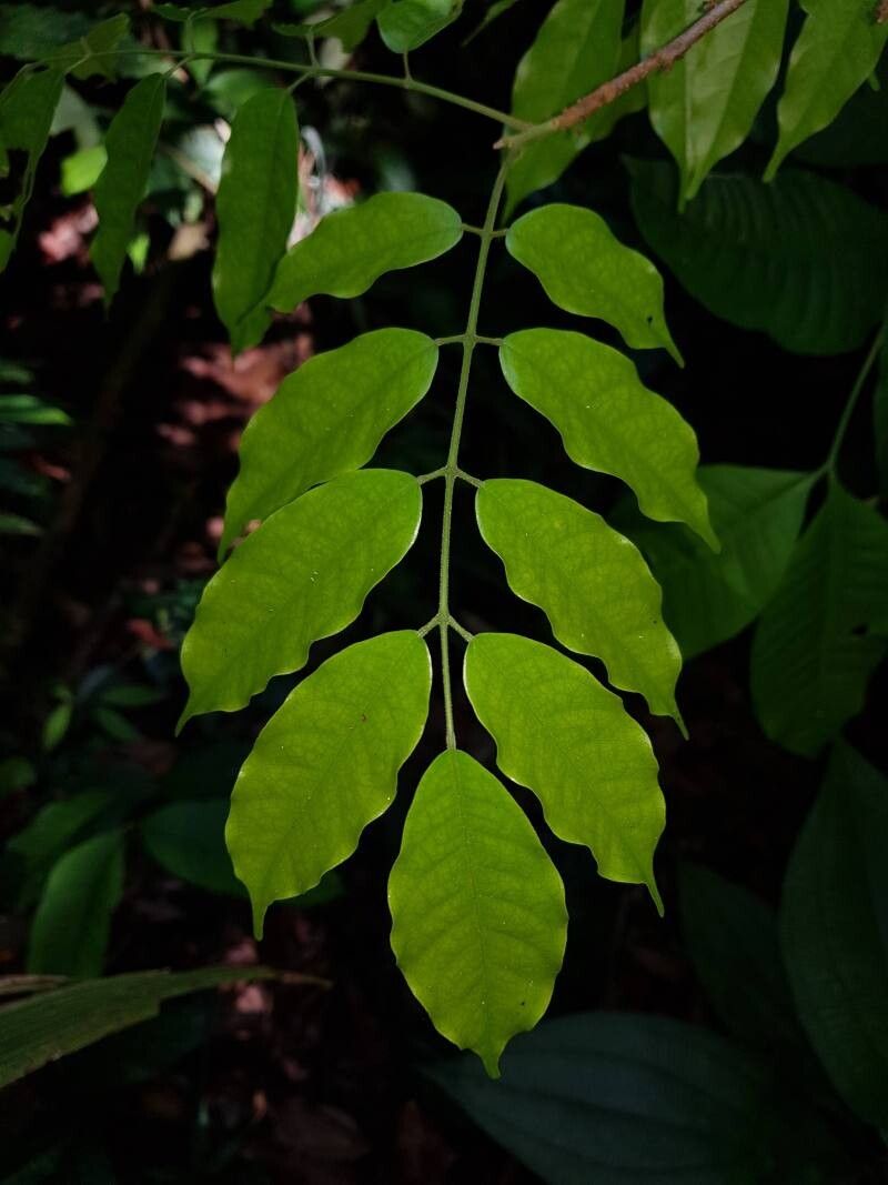 Protium aguilarii leaf
