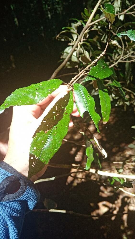 Heritiera trifoliolata — houseplant care guide