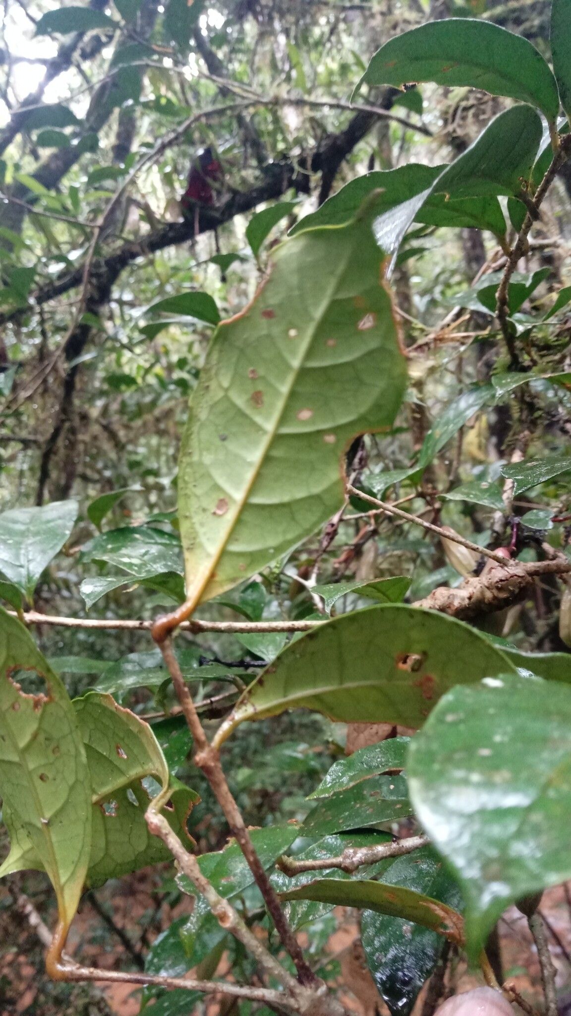Clerodendrum magnoliifolium leaf