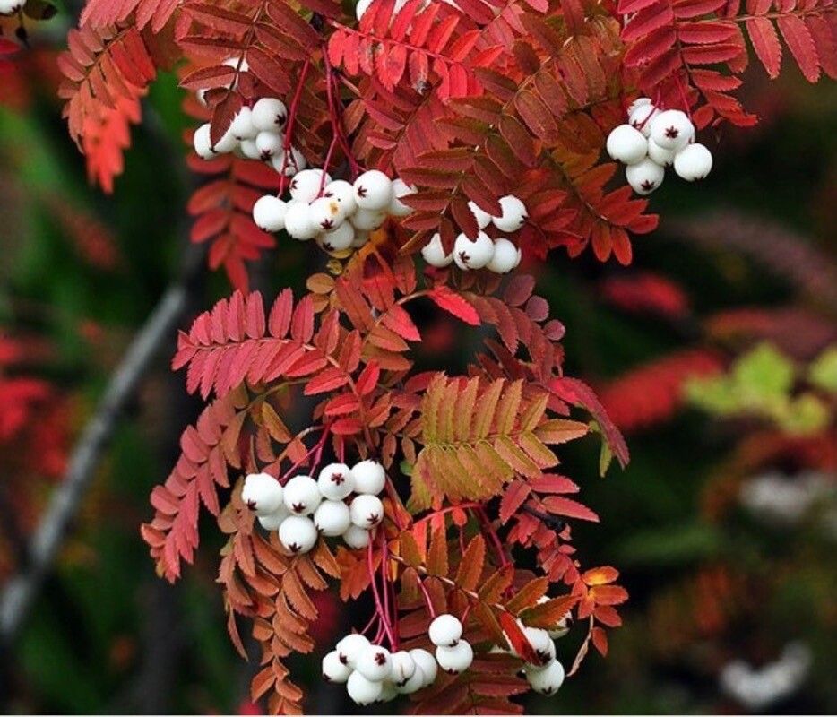Sorbus koehneana fruit