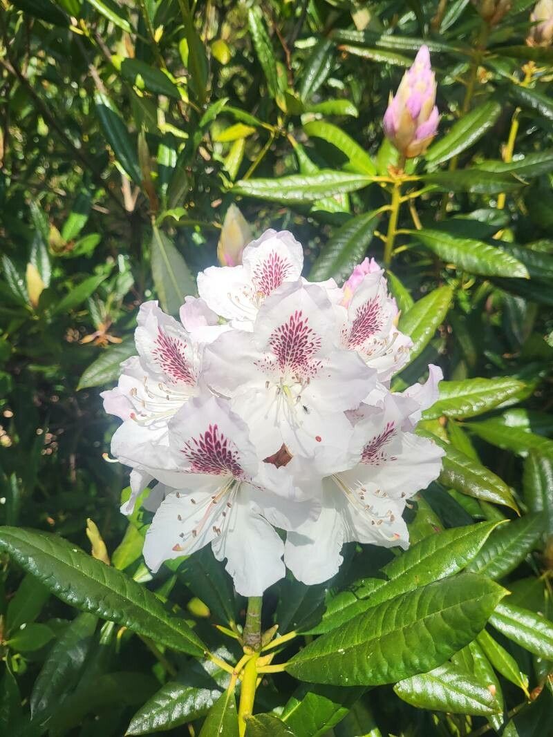 Rhododendron annae flower