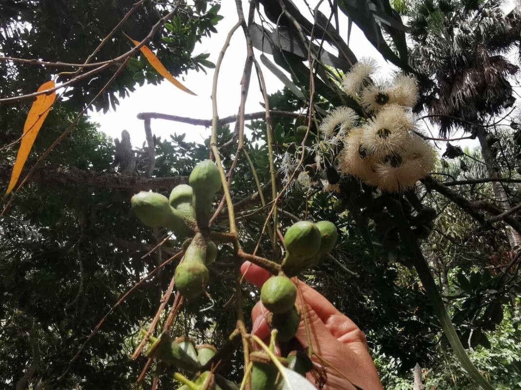 Corymbia citriodora fruit