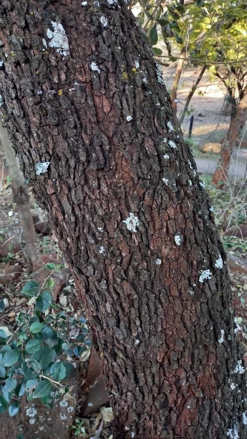 Searsia rehmanniana bark