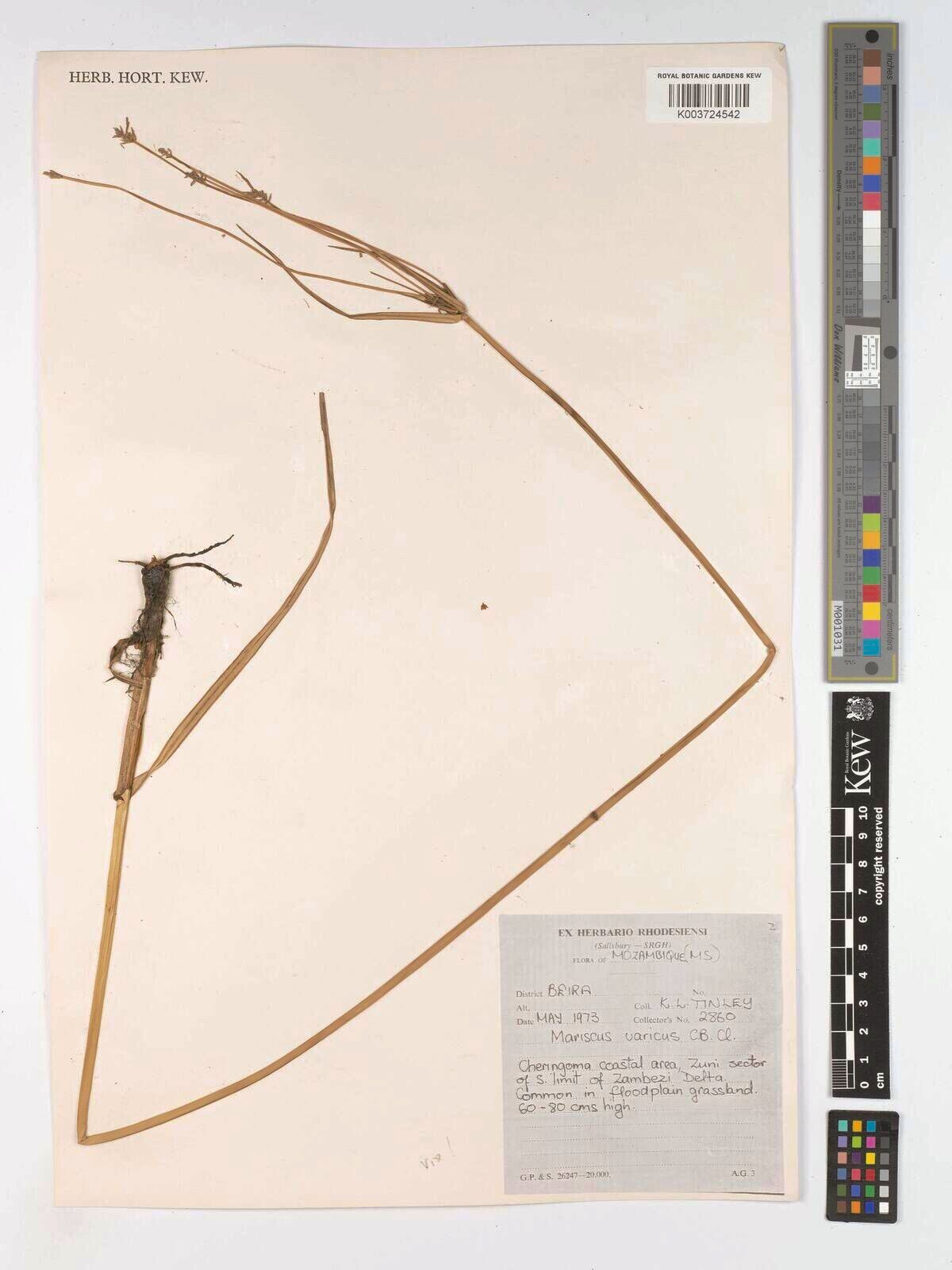 Cyperus varicus — houseplant care guide