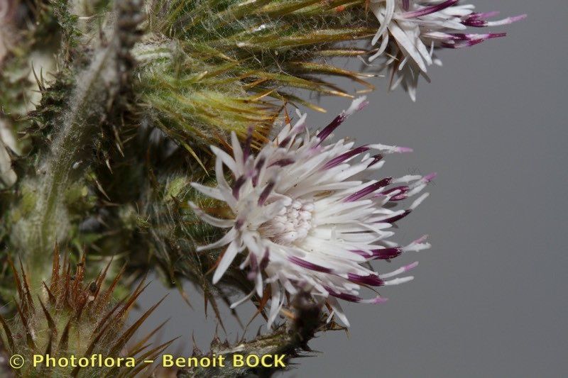 Carduus bourgaei flower