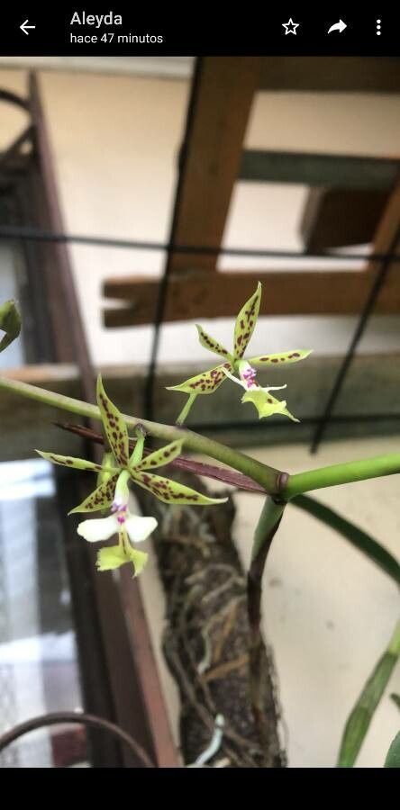 Epidendrum stamfordianum flower