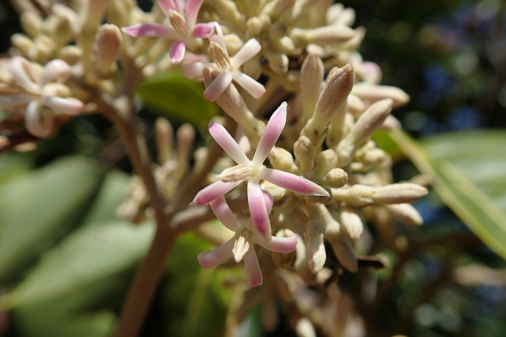 Parsonsia crebriflora flower
