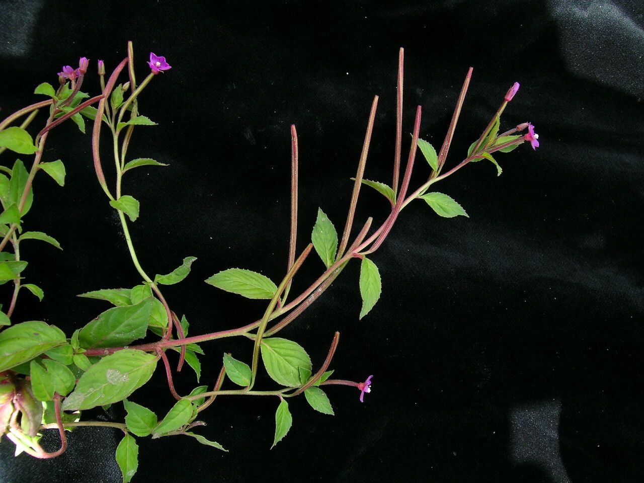 Epilobium sikkimense habit
