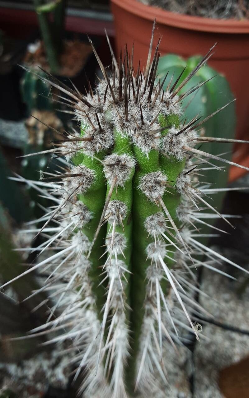 Eulychnia taltalensis other