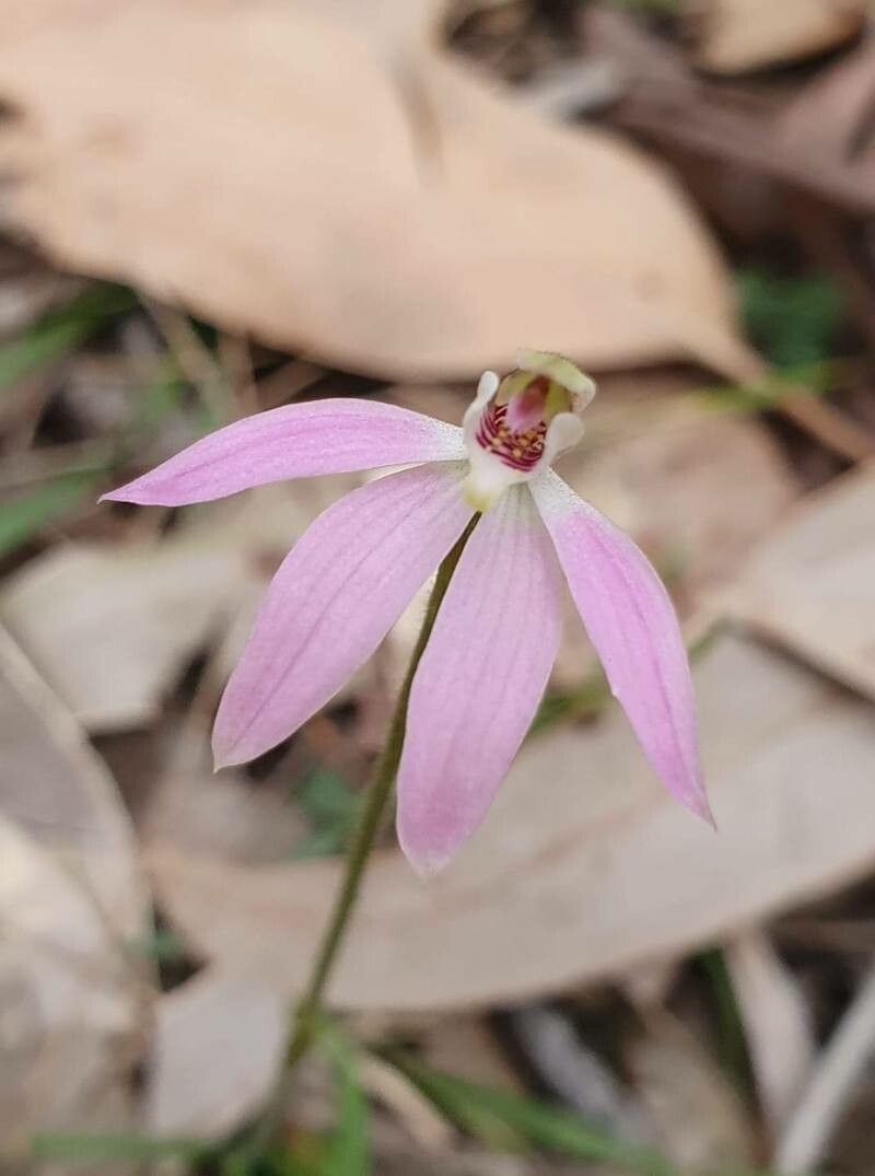 Caladenia catenata — search result for 'Orchidaceae'