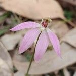 Caladenia catenata