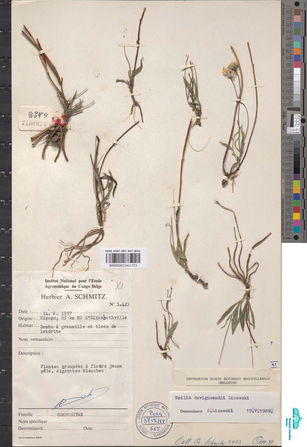 Emilia duvigneaudii — search result for 'Emilia'