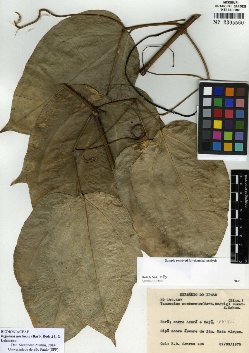 Bignonia nocturna other