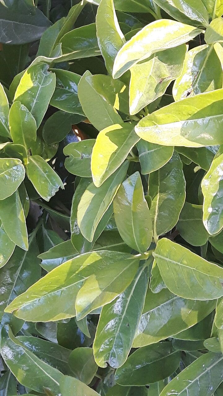 Fagraea ceilanica leaf