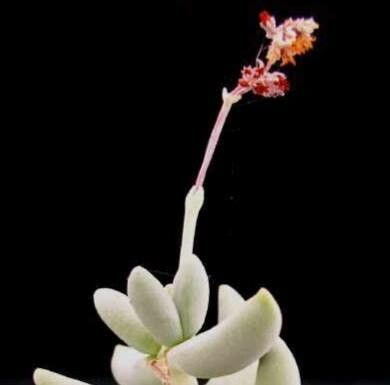 Crassula garibina flower