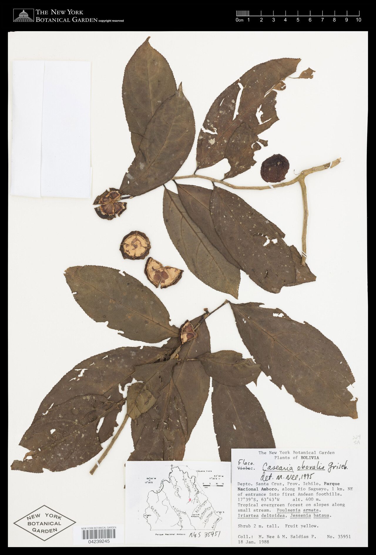 Casearia obovalis fruit