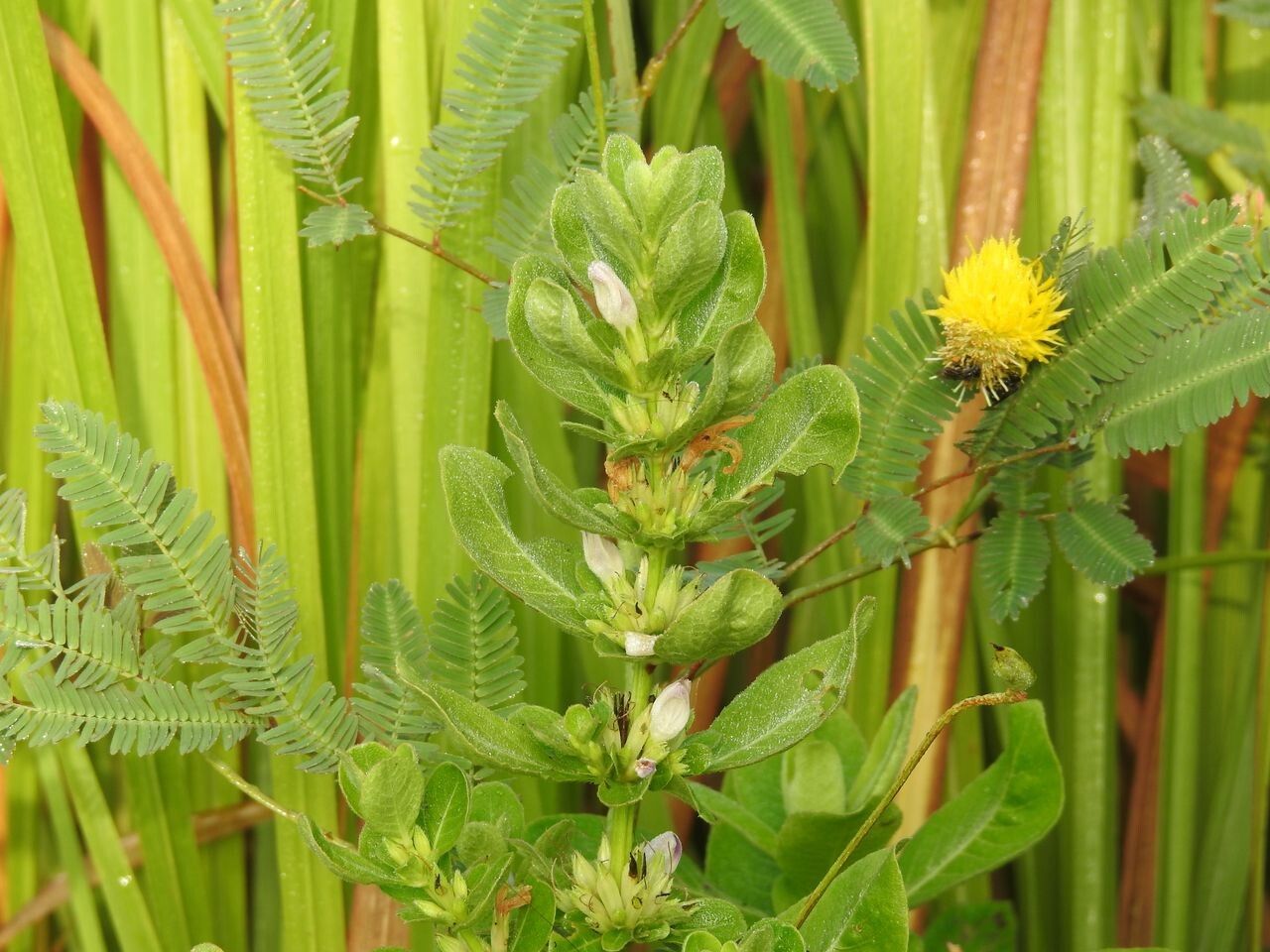 Hygrophila erecta flower