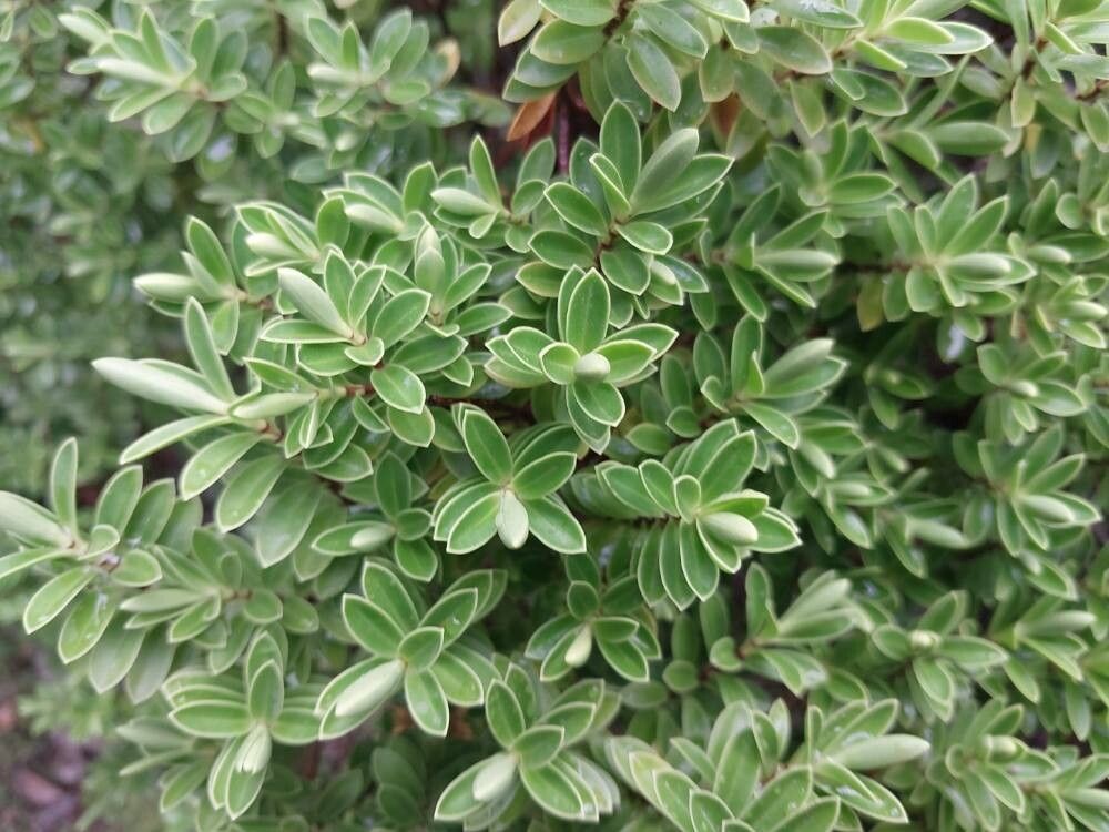 Veronica subalpina — houseplant care guide
