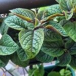 Plectranthus purpuratus