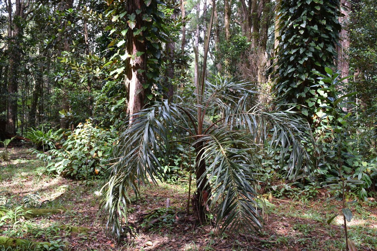 Tectiphiala ferox habit
