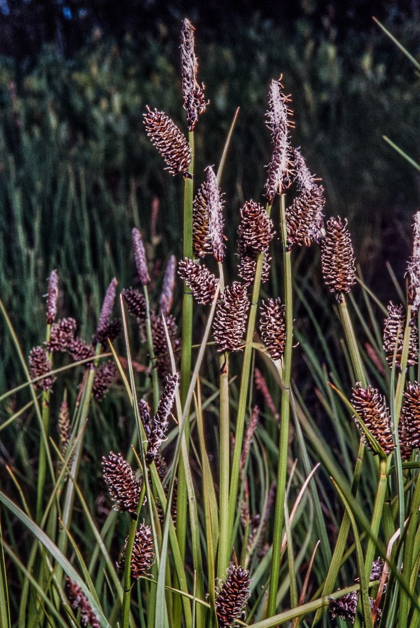Carex saxatilis flower