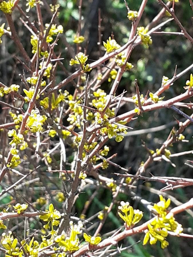 Flueggea tinctoria flower