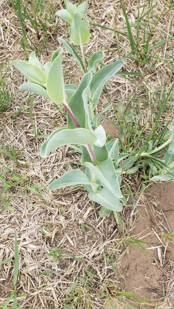 Penstemon grandiflorus — search result for 'Penstemon'