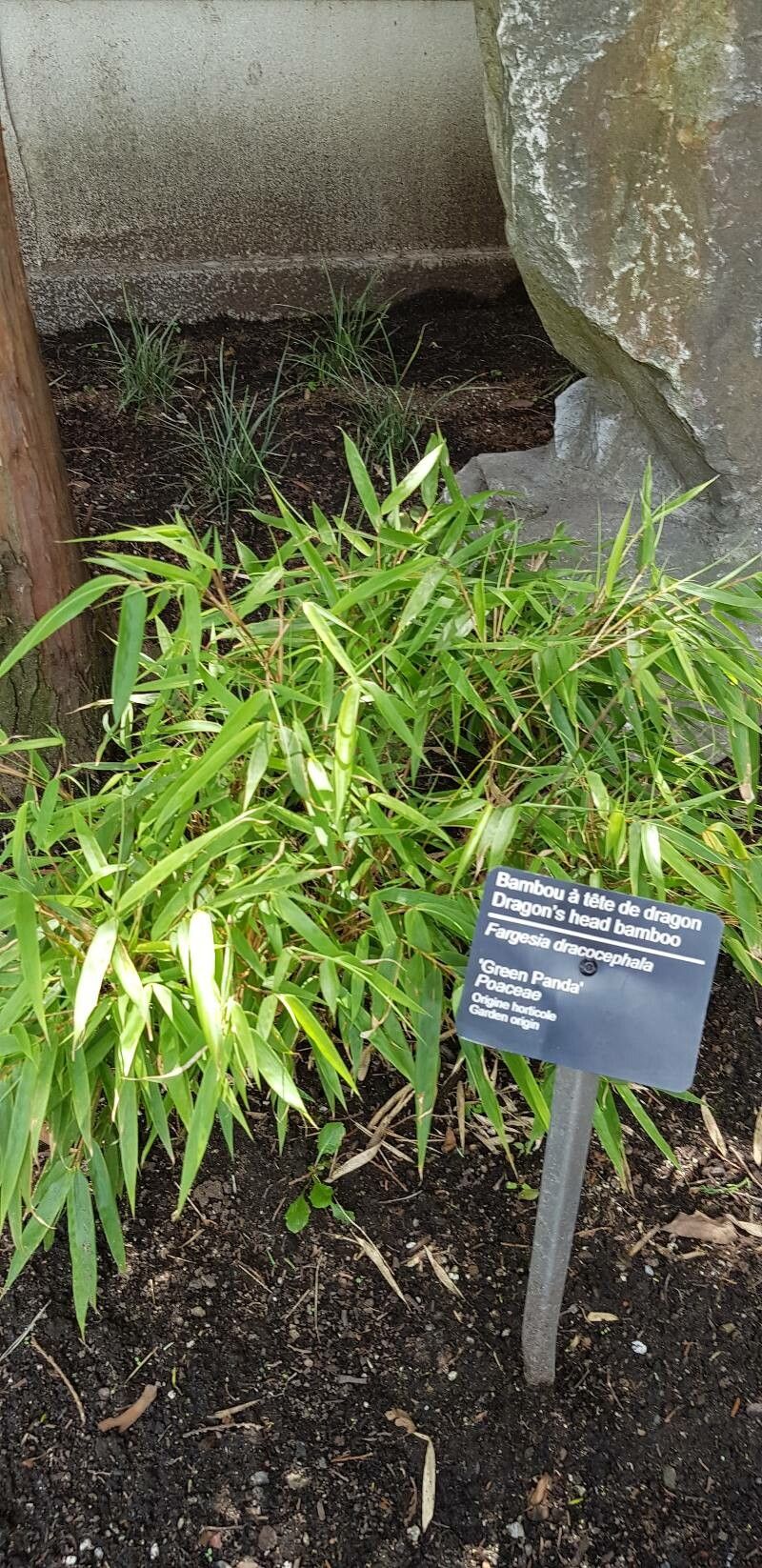 Fargesia dracocephala habit