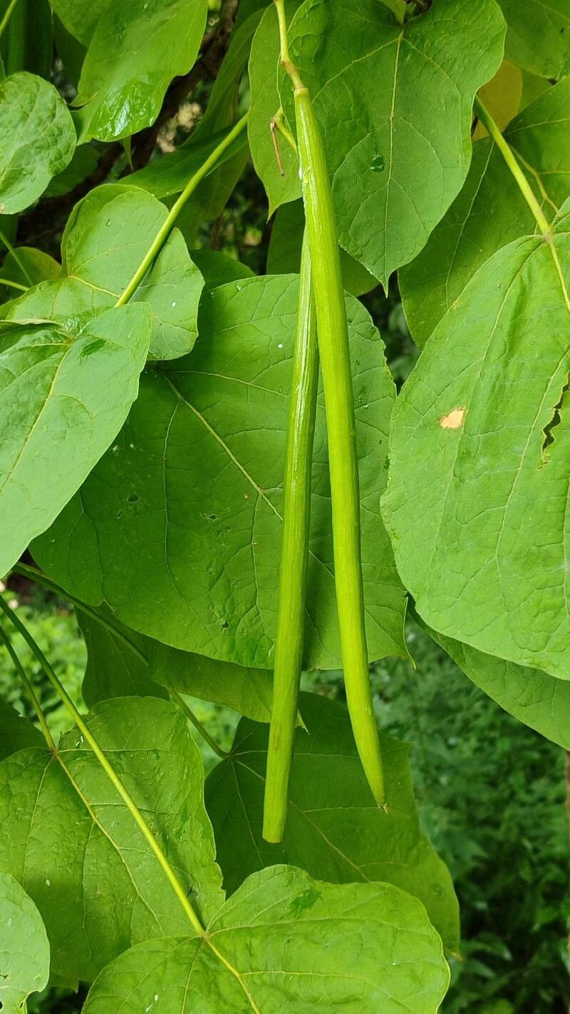 Catalpa × erubescens fruit