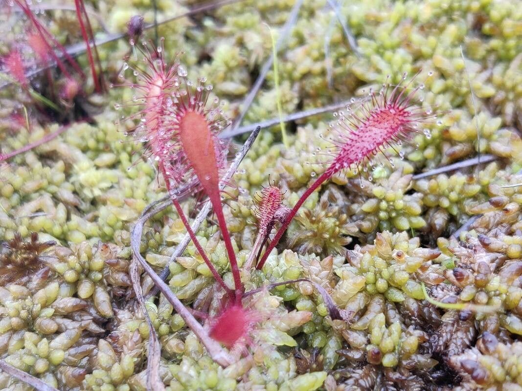 Drosera × obovata leaf