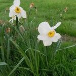 Narcissus poeticus