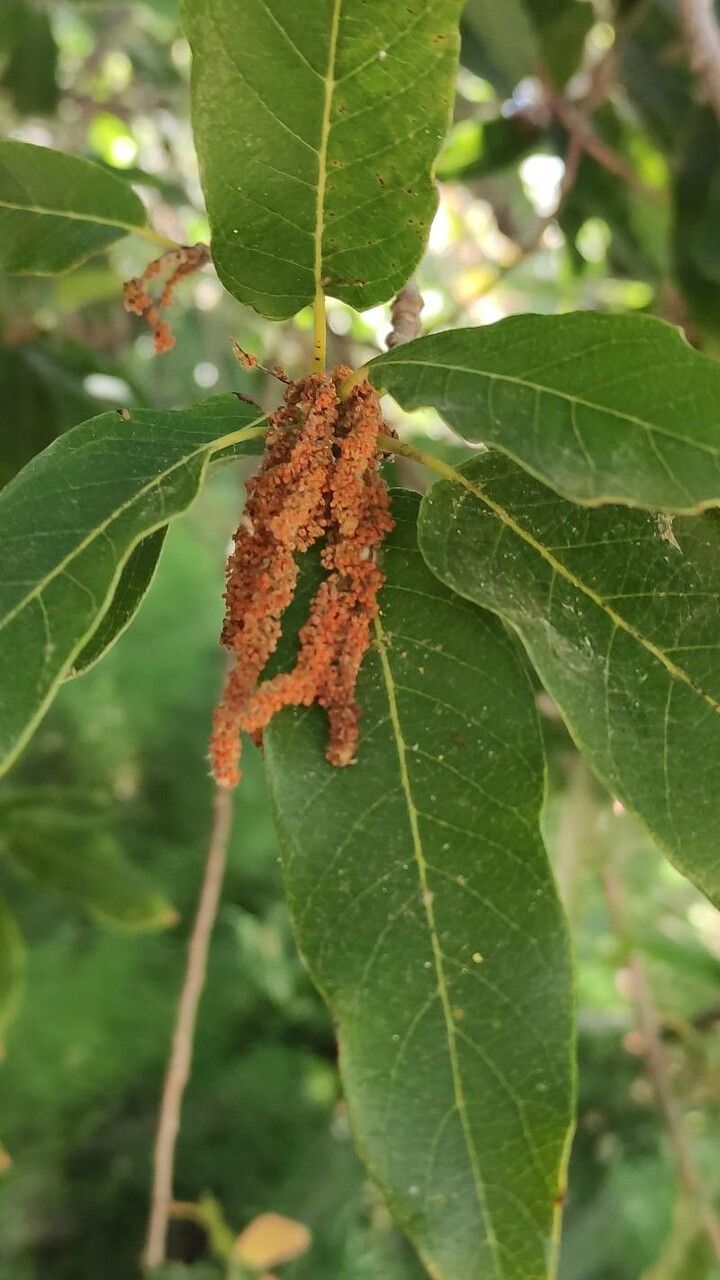 Quercus polymorpha flower