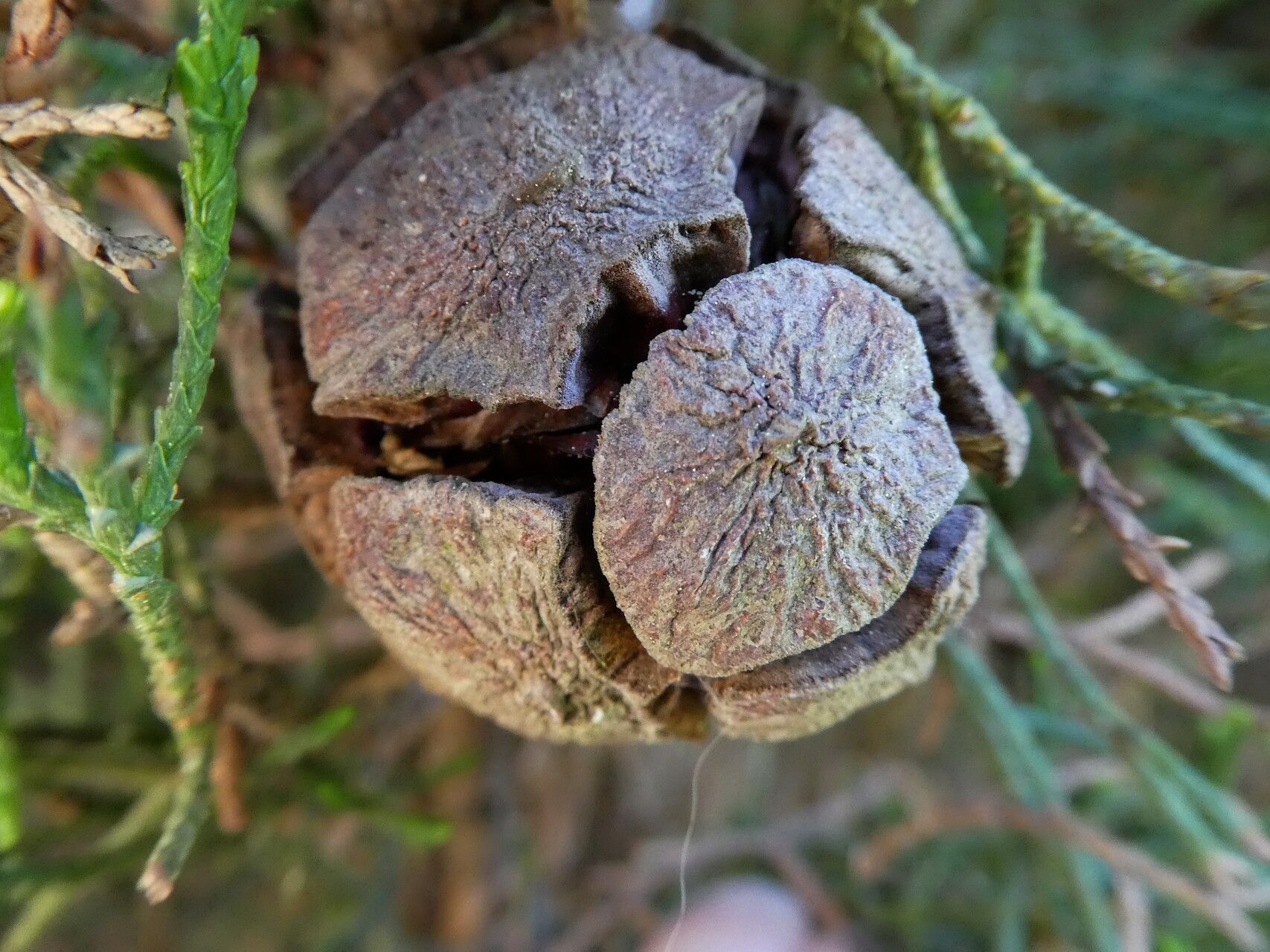 Hesperocyparis goveniana fruit