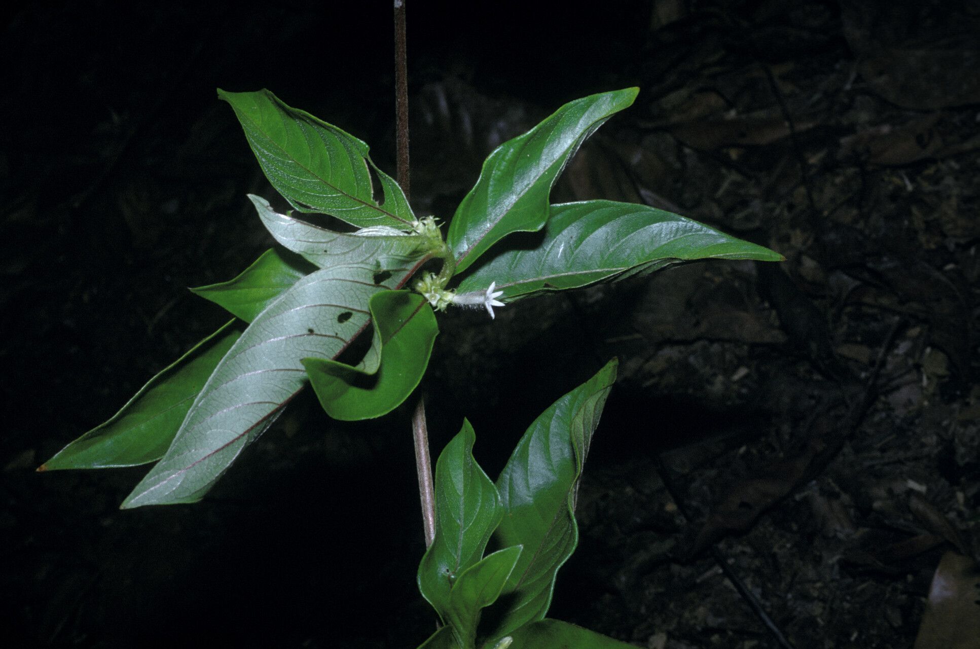 Sabicea glabrescens habit
